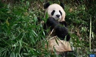 卡塔尔小王子与大熊猫合影