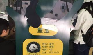 国宝大熊猫的满分作文