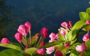 海棠依旧西花厅指的是谁 西花厅的海棠花又开了